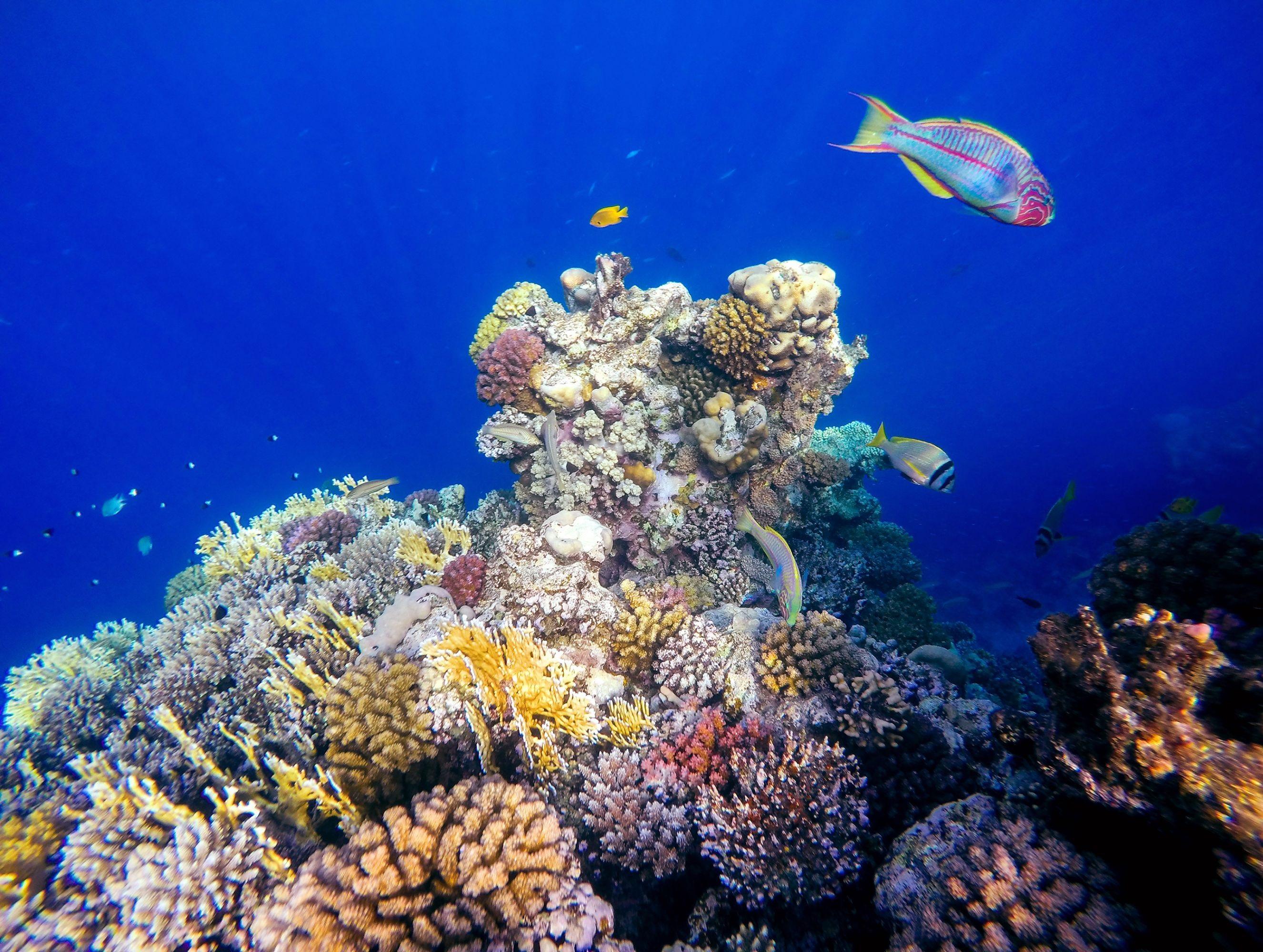 Красное море